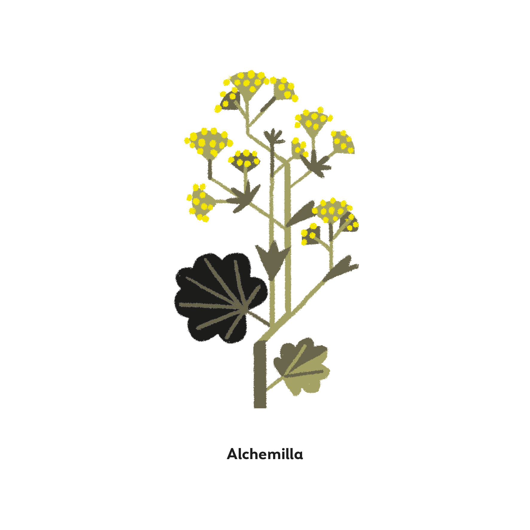Alchemilla