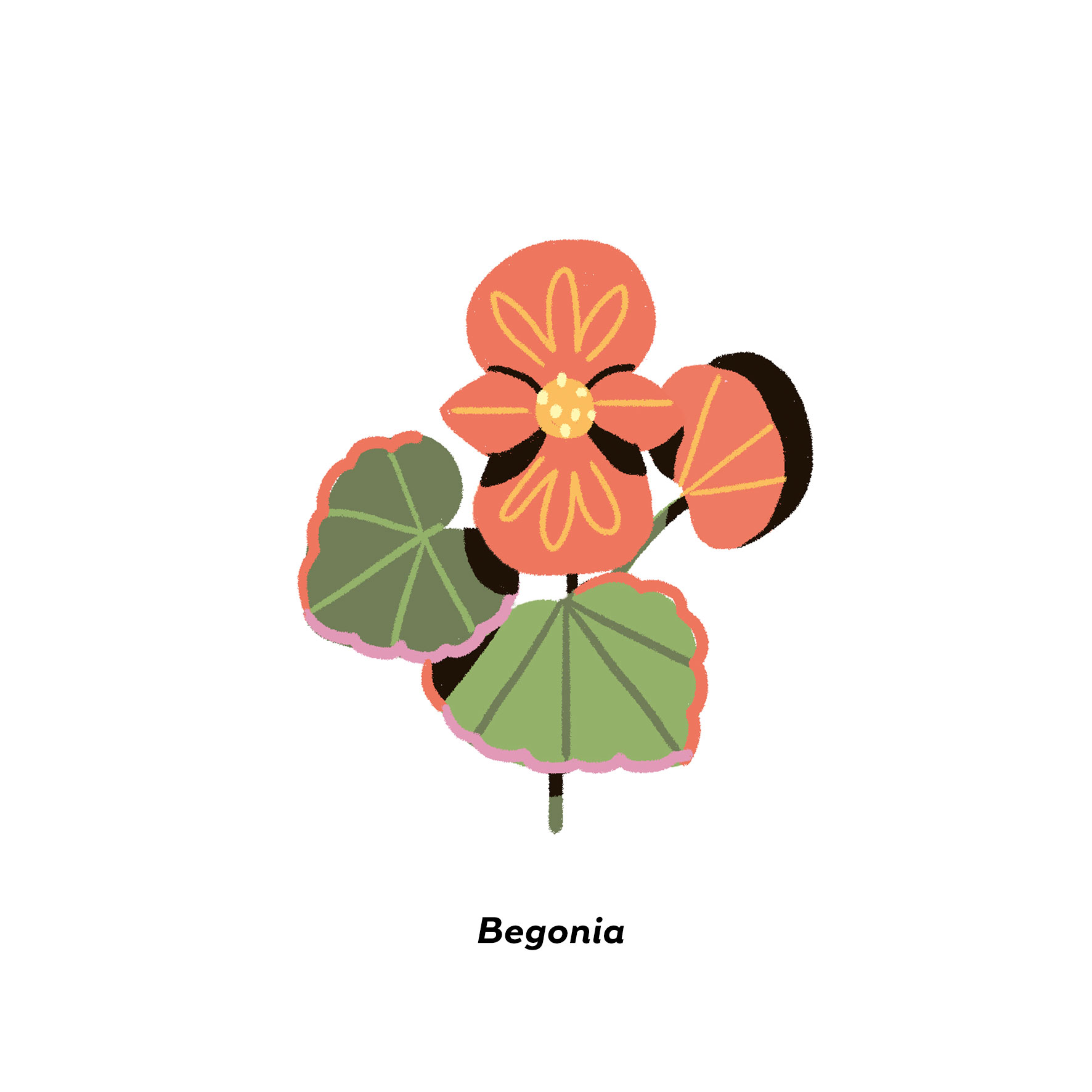 MartaSIgnori_Begonia