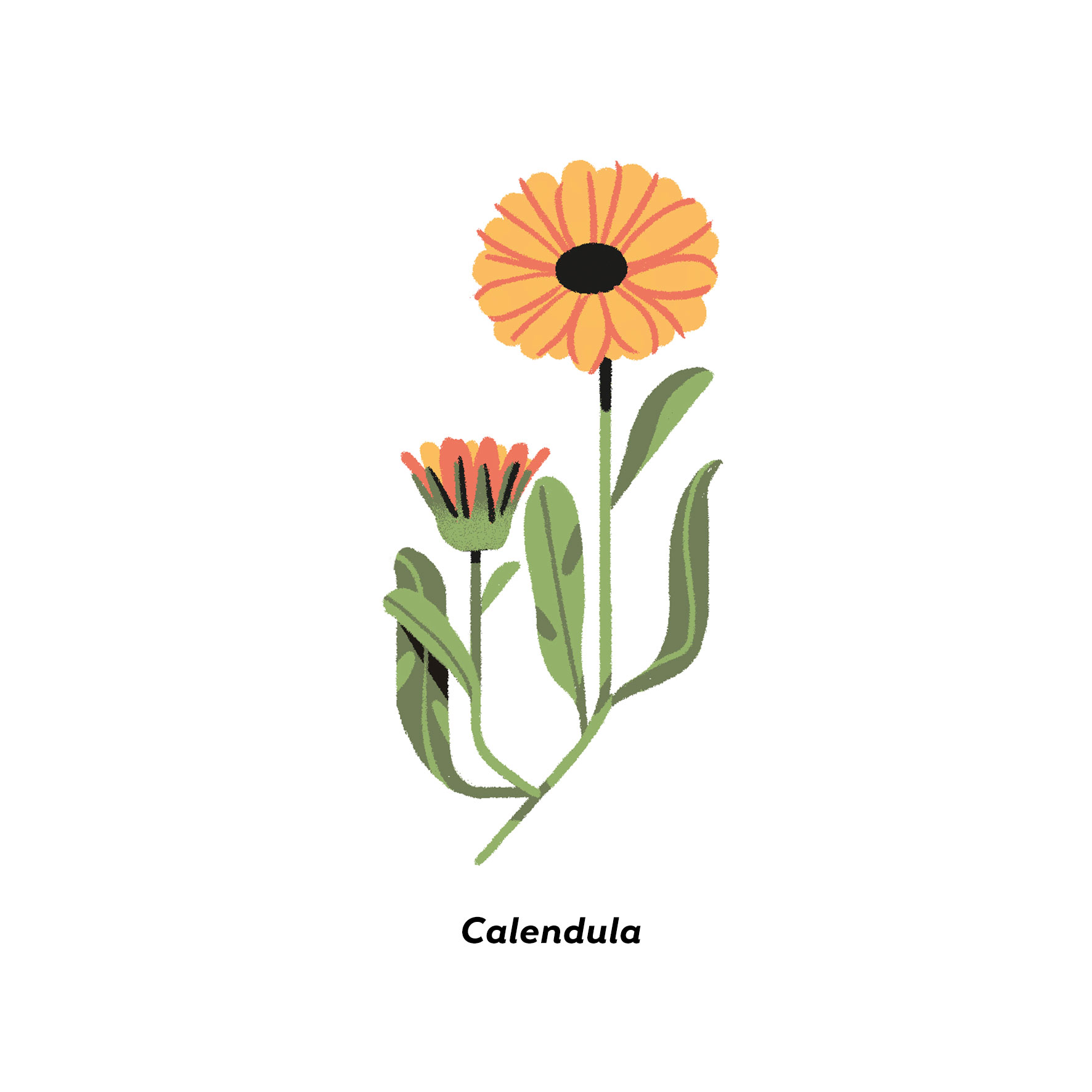 MartaSIgnori_Calendula