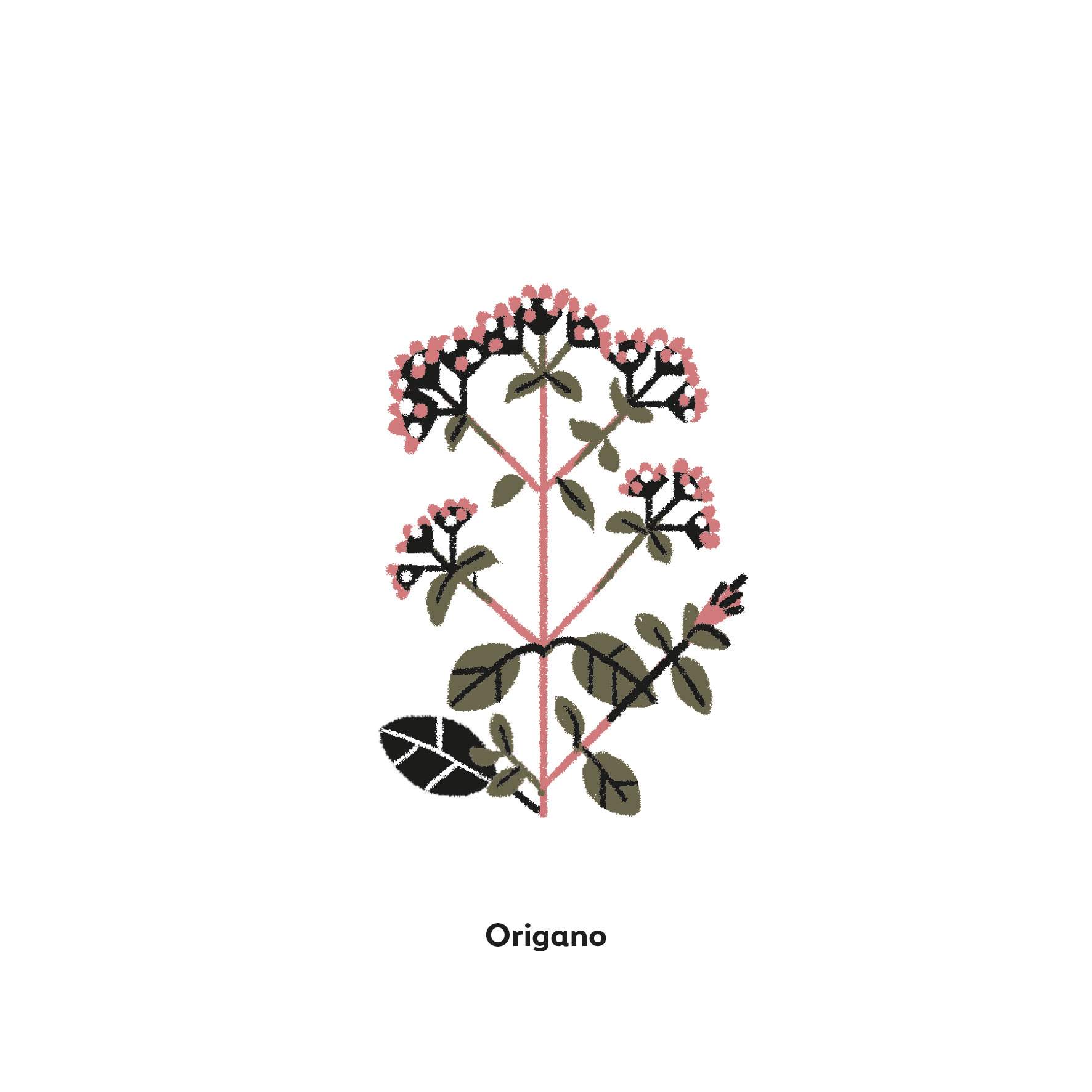 Origano