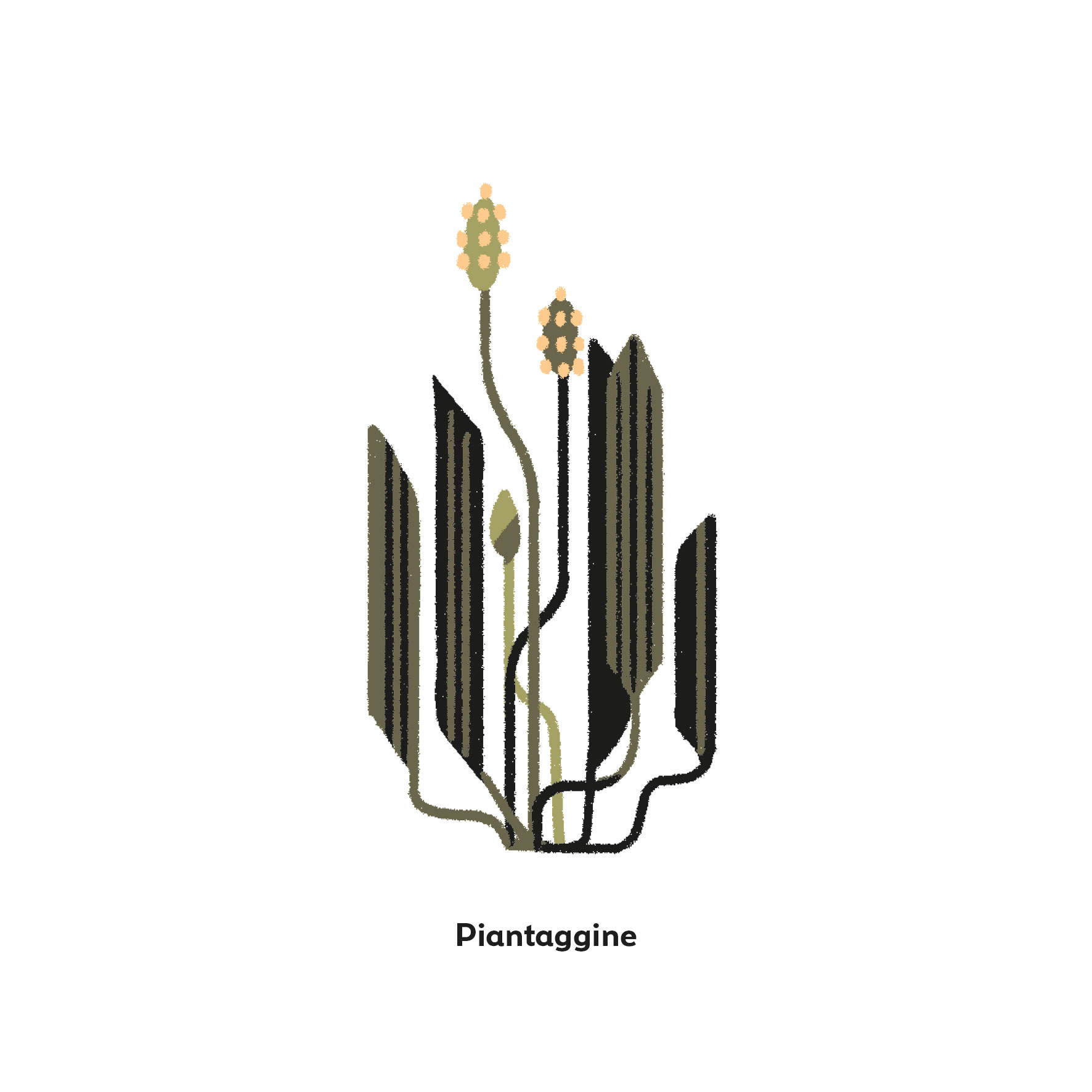 Piantaggine