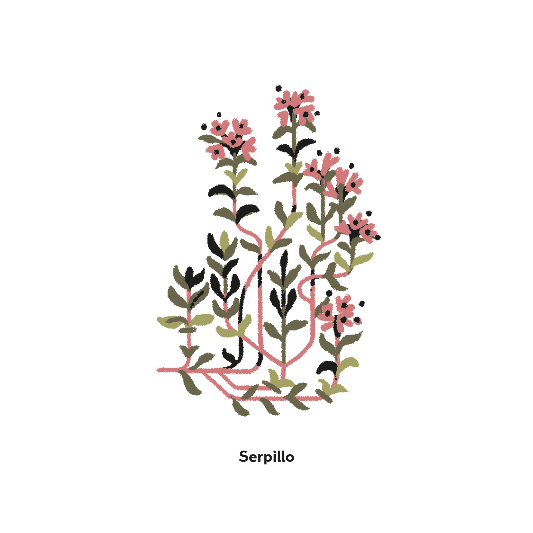 Serpillo