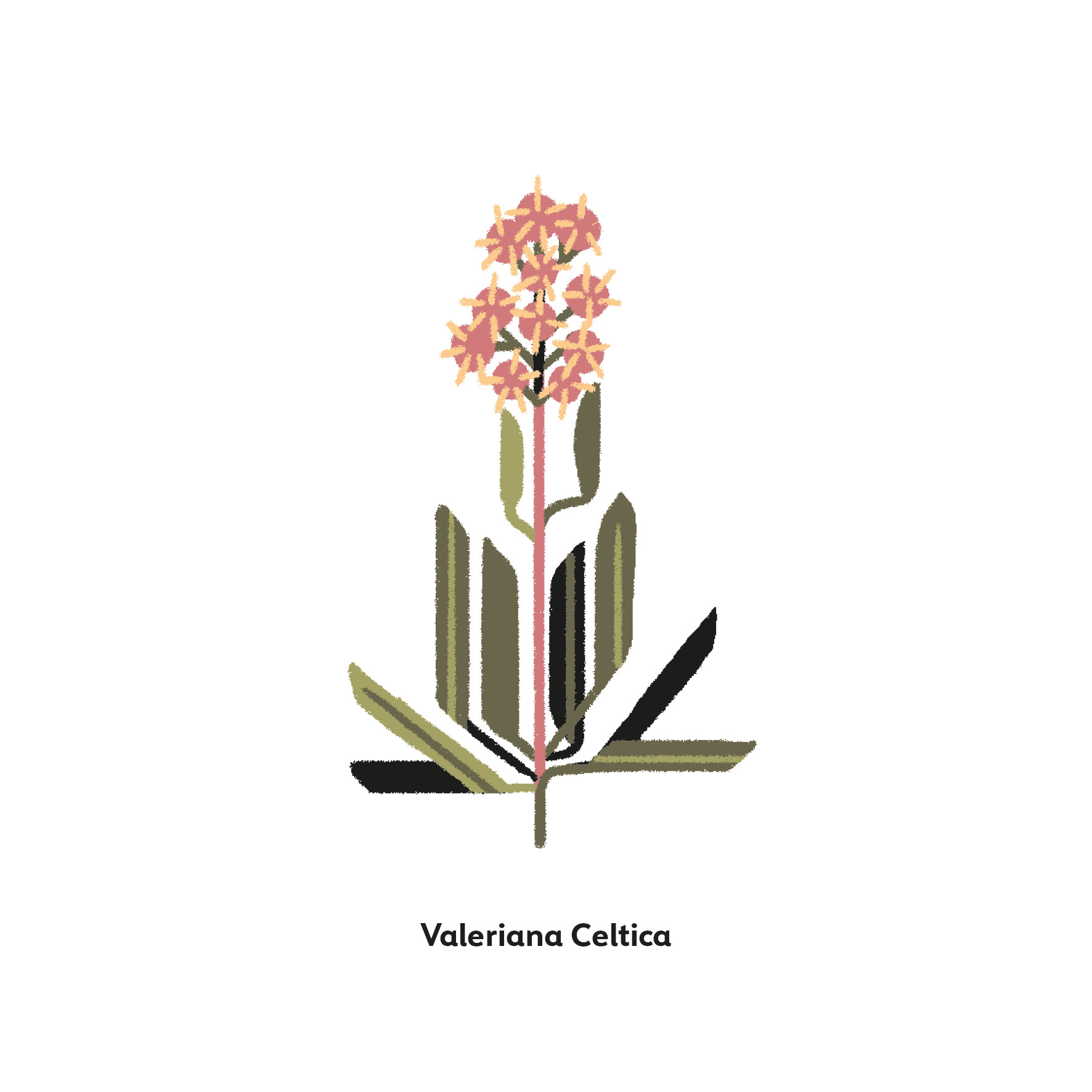 Valeriana
