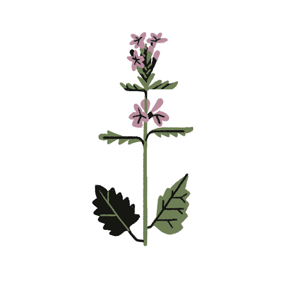 Medicinal Plants