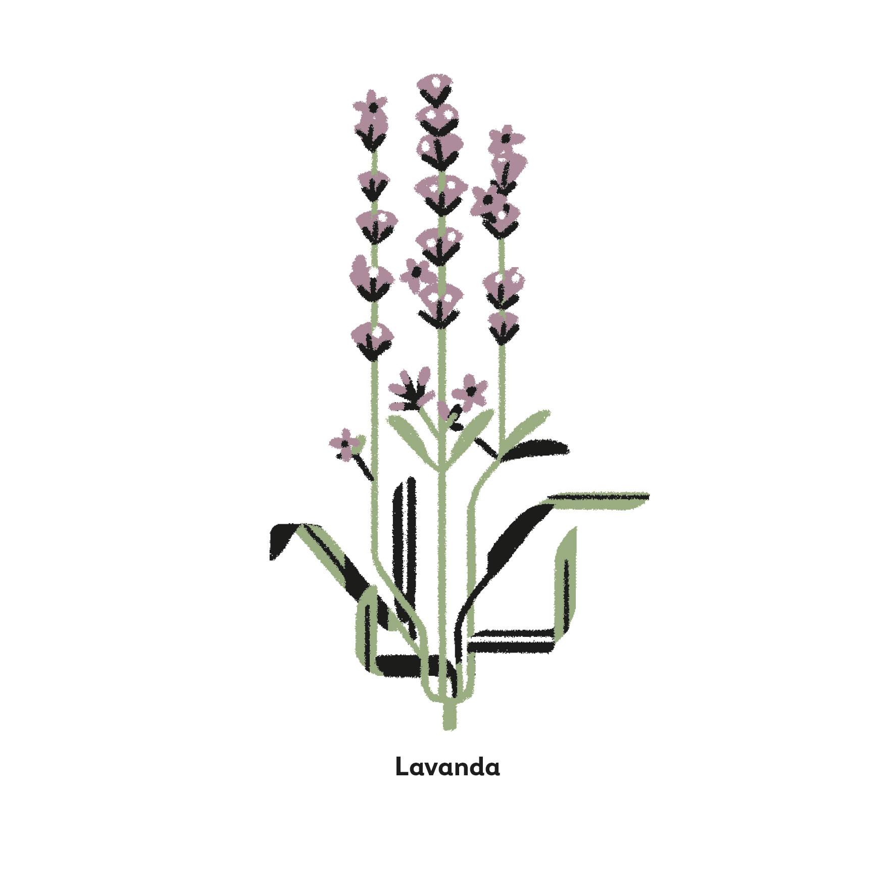 lavanda