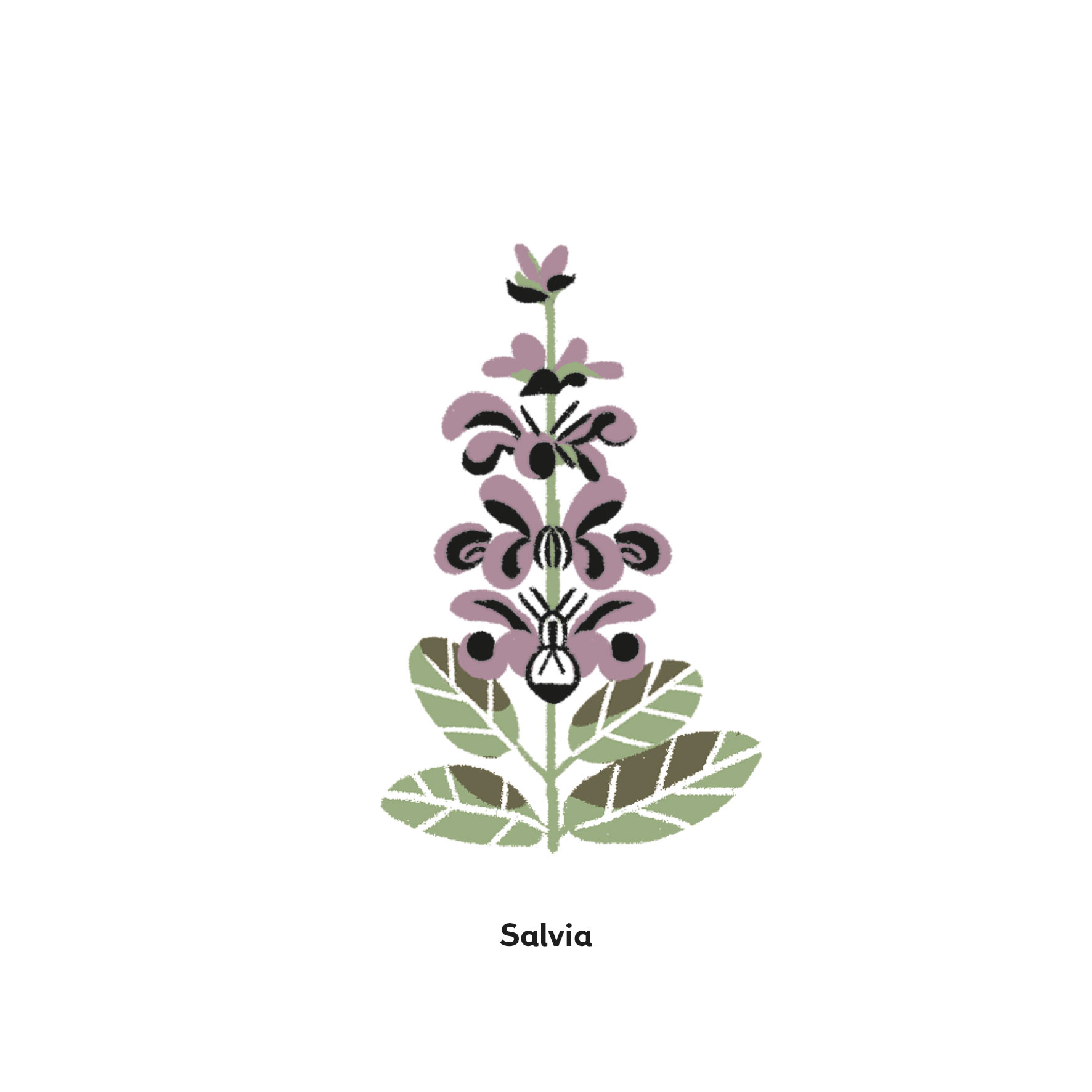 salvia