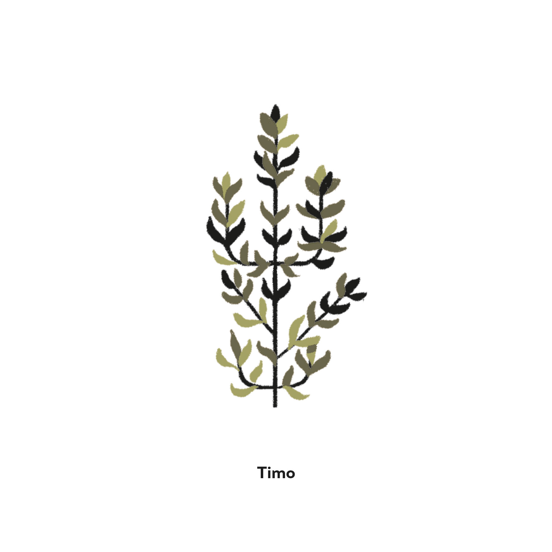 timo