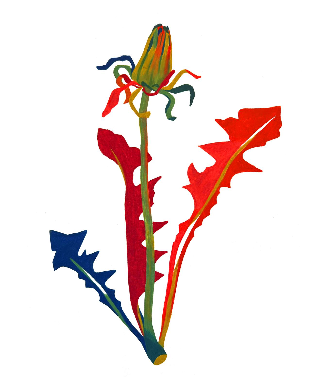Plants